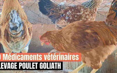 10 produits vétérinaires à utiliser pour réussir l’élevage des poulets goliath